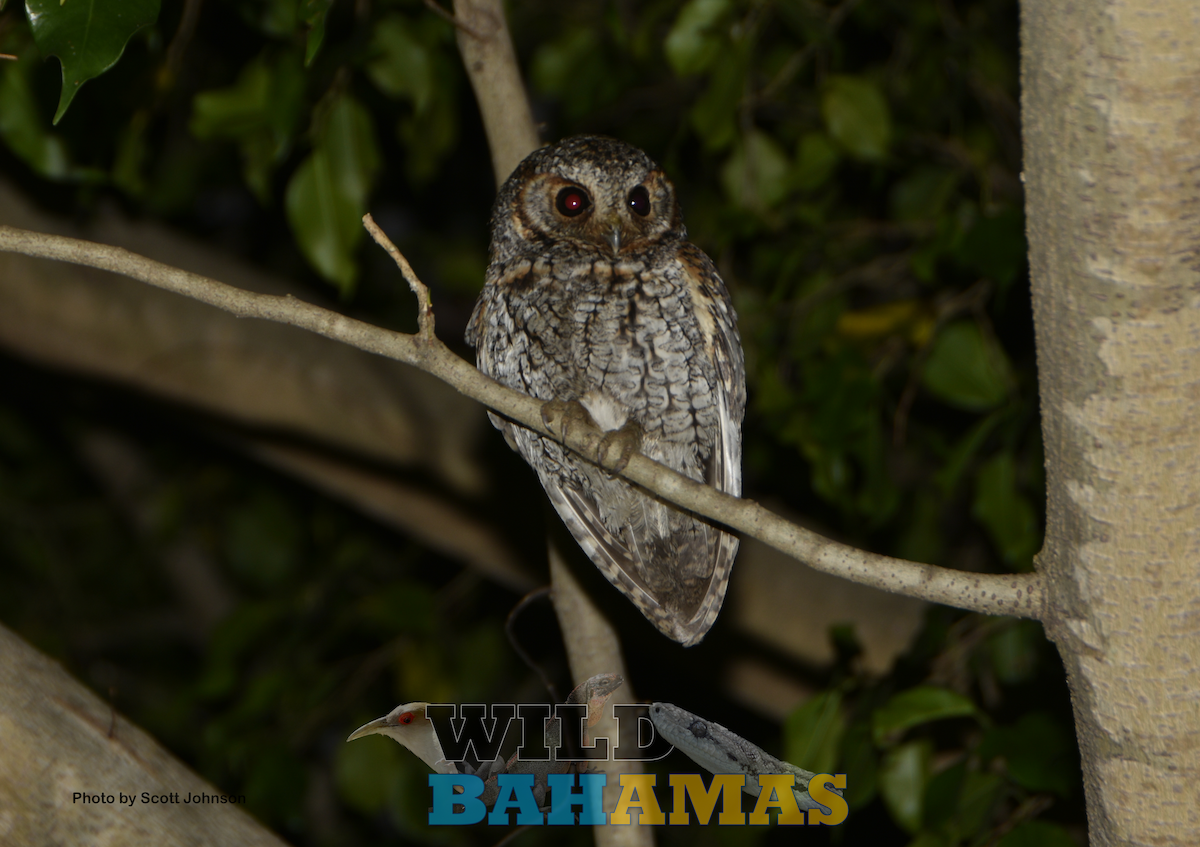 Flammulated Owl - ML626888683