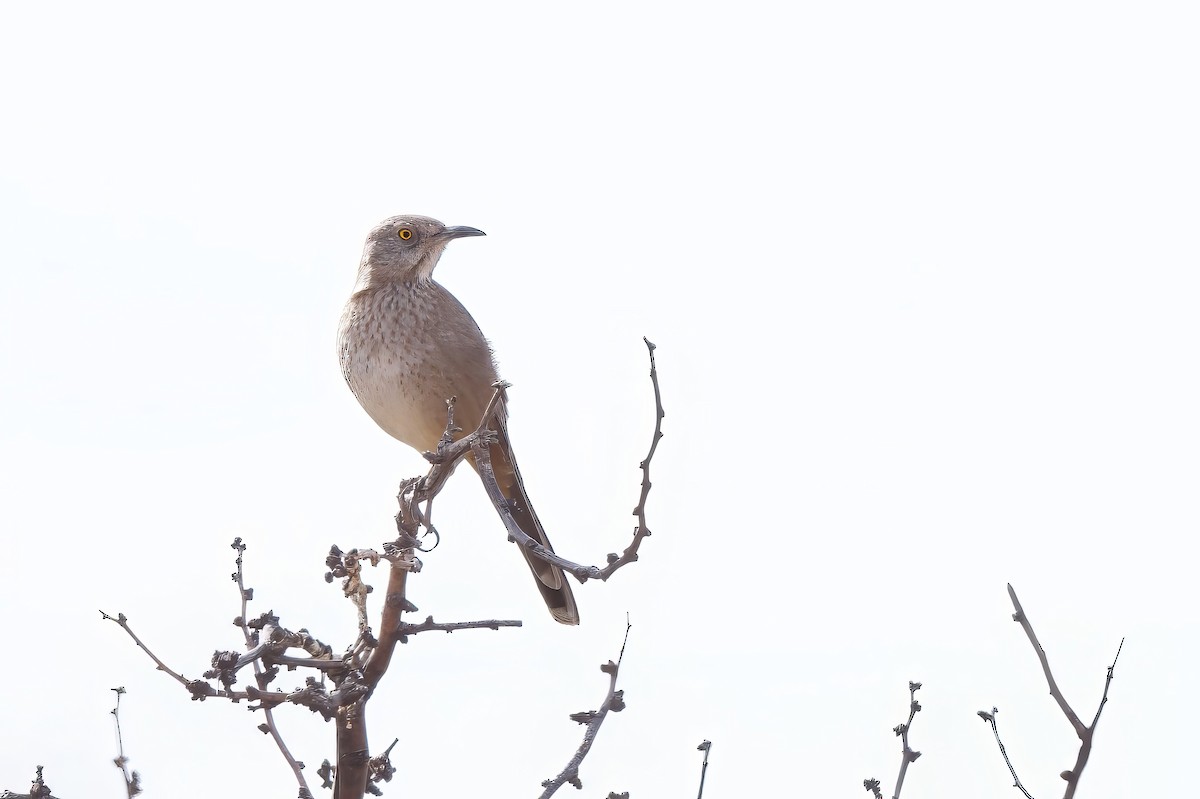 Bendire's Thrasher - ML626888867
