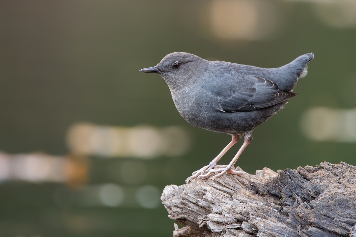 American Dipper - Mason Maron