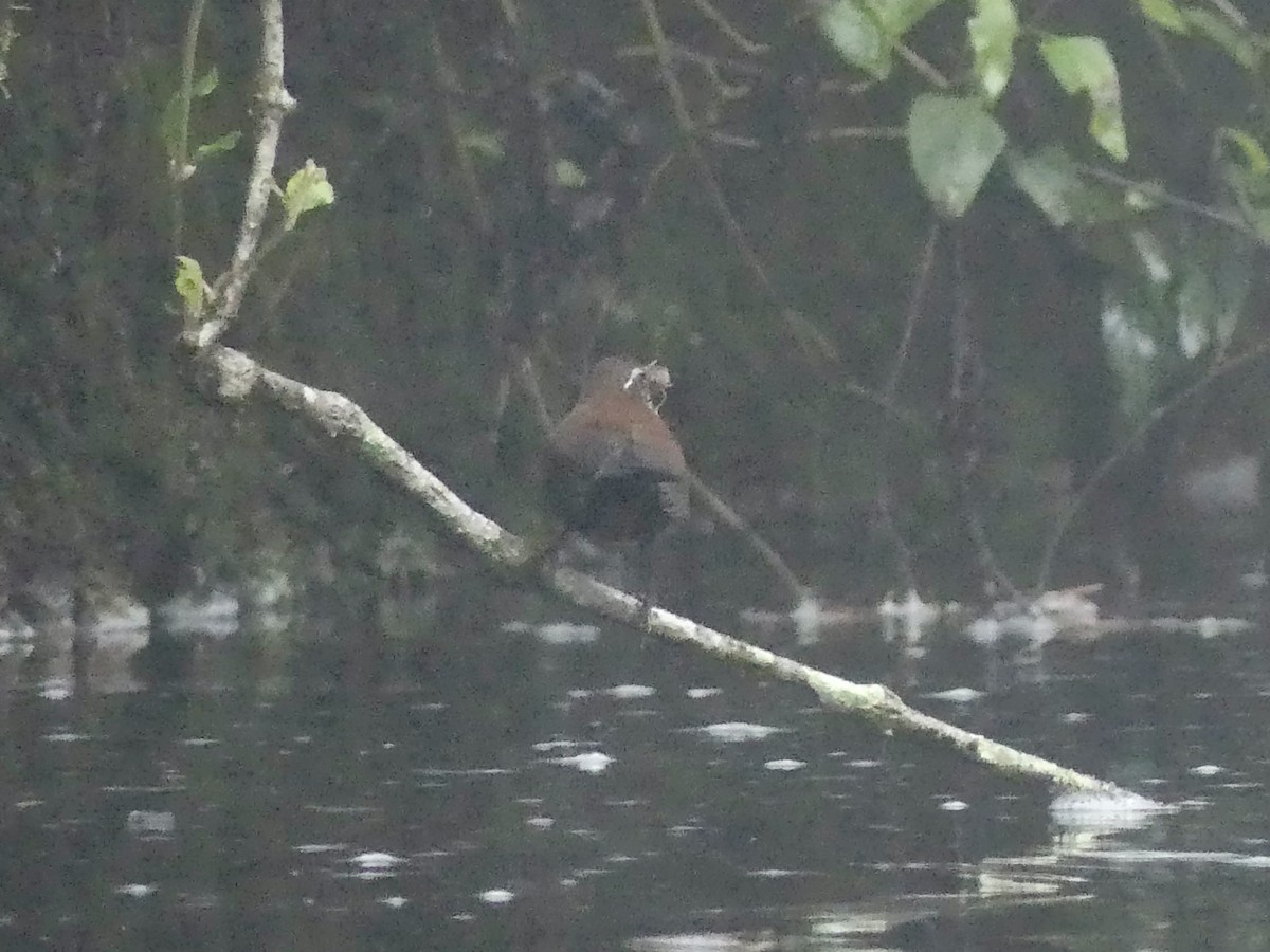 Sharp-tailed Streamcreeper - ML626889191