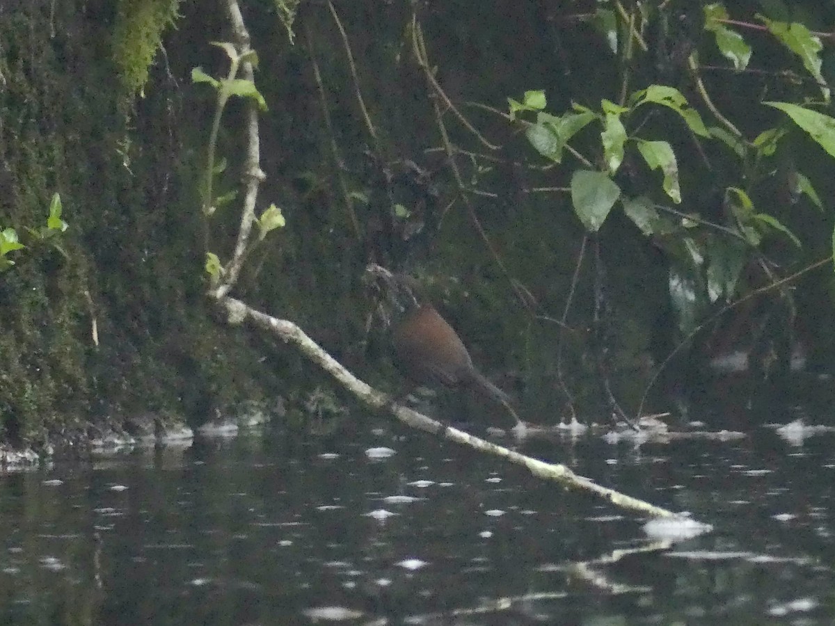Sharp-tailed Streamcreeper - ML626889192