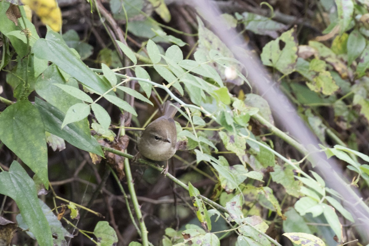 Brownish-flanked Bush Warbler - ML626889194