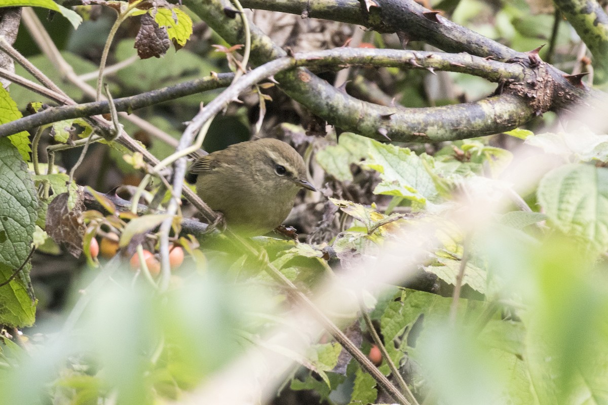 Brownish-flanked Bush Warbler - ML626889230