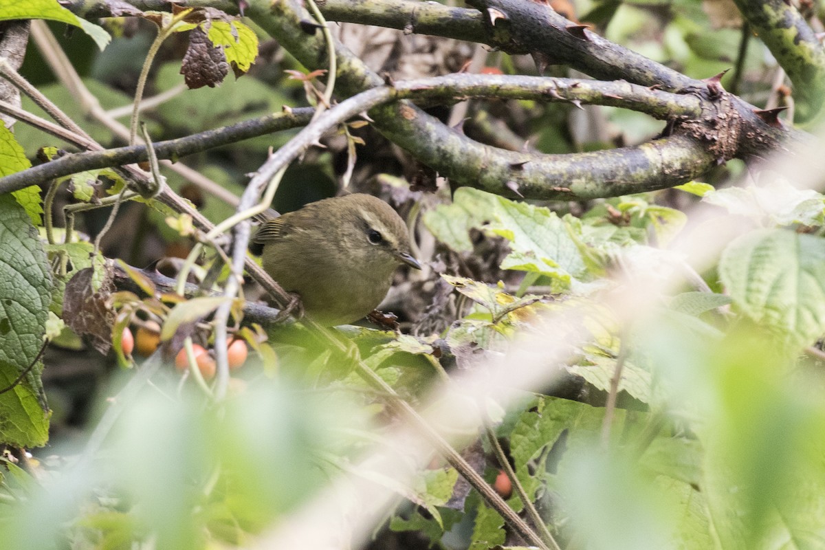 Brownish-flanked Bush Warbler - ML626889231