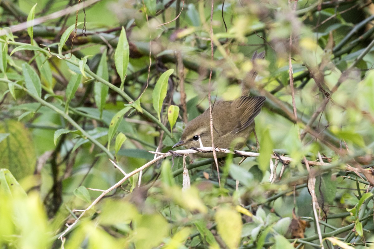 Brownish-flanked Bush Warbler - ML626889232