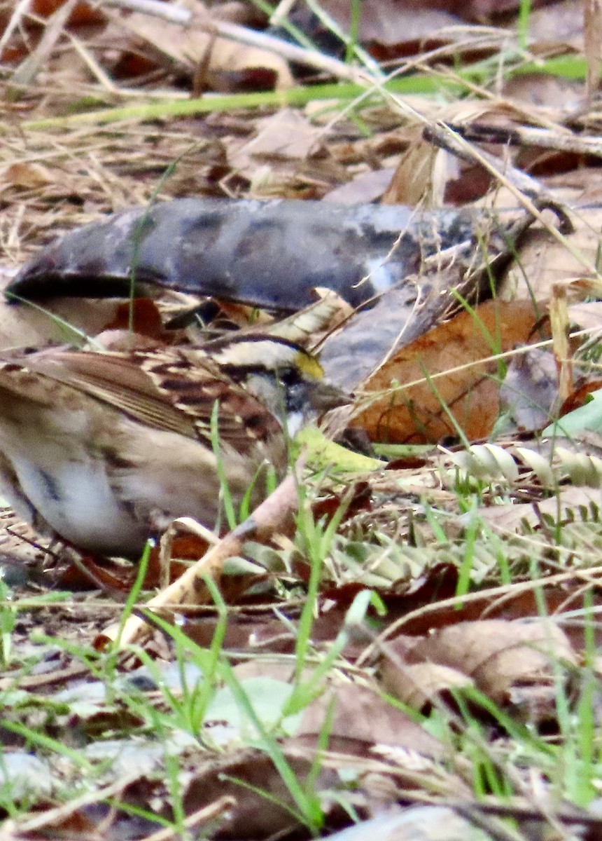 White-throated Sparrow - ML626889295