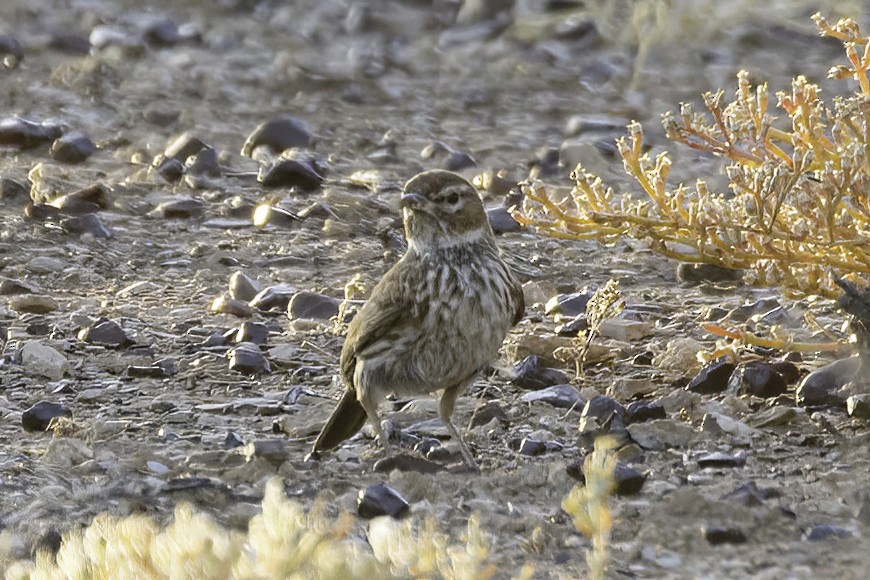 Karoo Lark - ML626889567