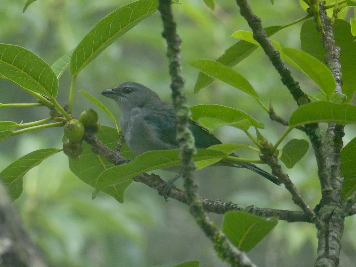 Azure-shouldered Tanager - ML626889607
