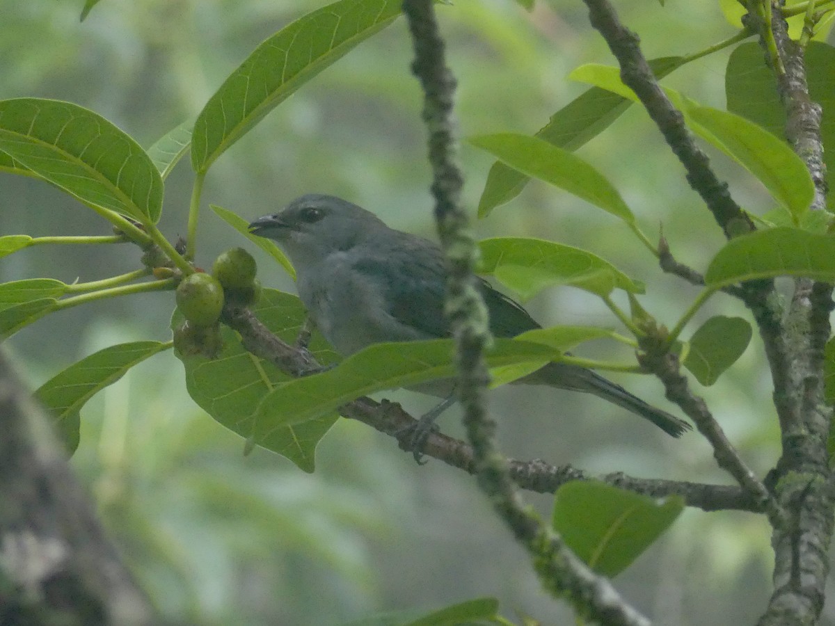 Azure-shouldered Tanager - ML626889608