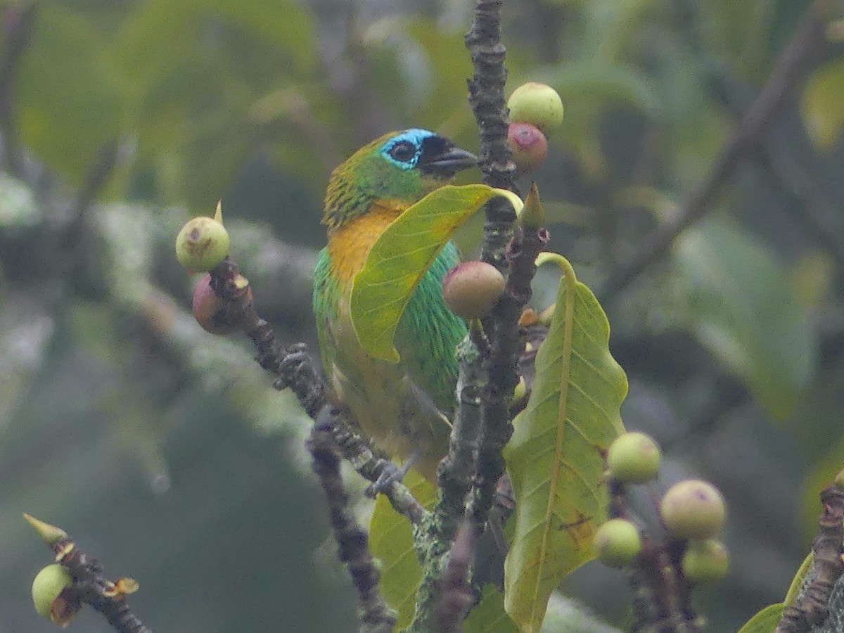 Brassy-breasted Tanager - ML626889769