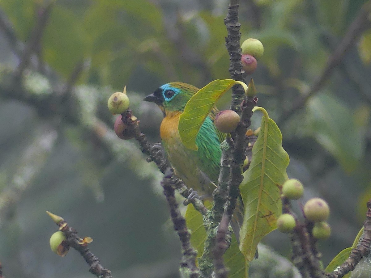 Brassy-breasted Tanager - ML626889770