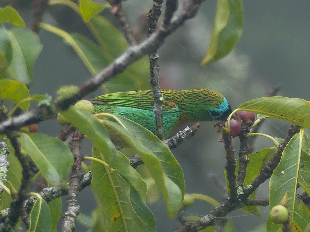 Brassy-breasted Tanager - ML626889771