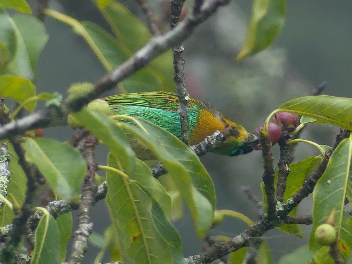 Brassy-breasted Tanager - ML626889772