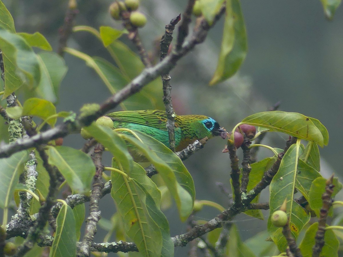 Brassy-breasted Tanager - ML626889782