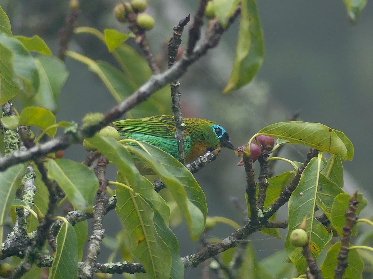 Brassy-breasted Tanager - ML626889783
