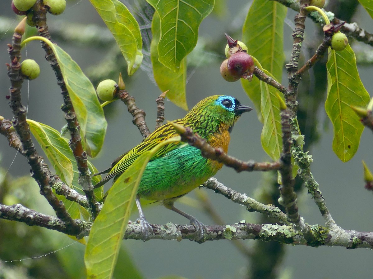 Brassy-breasted Tanager - ML626889787