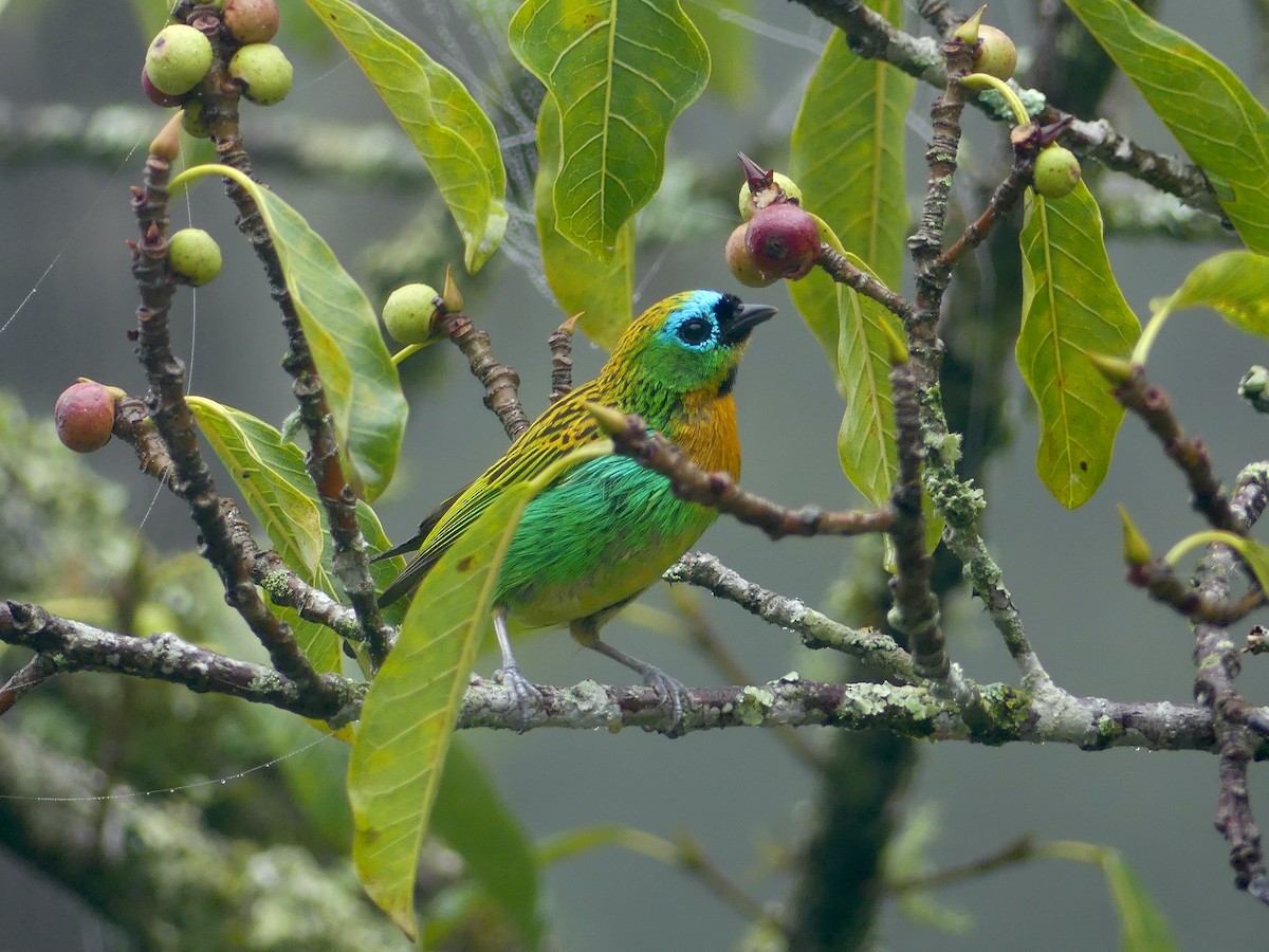 Brassy-breasted Tanager - ML626889789