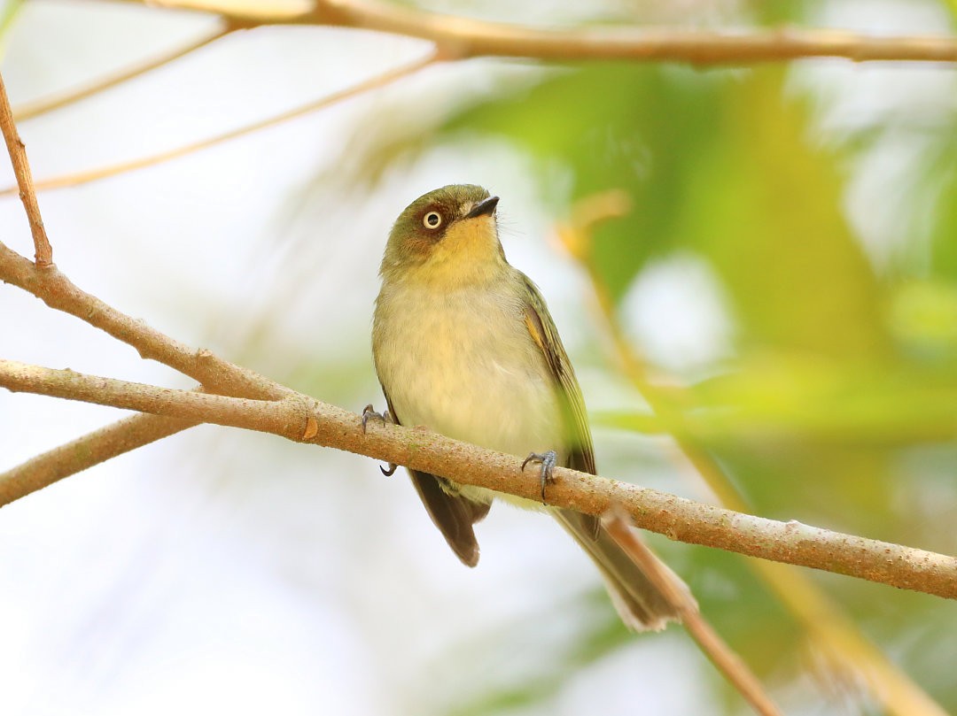 Bay-ringed Tyrannulet - ML626890032