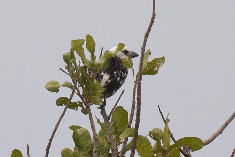 Weißkopf-Bartvogel - ML626890096