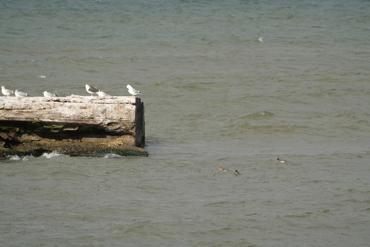 Great Black-backed Gull - ML626890323