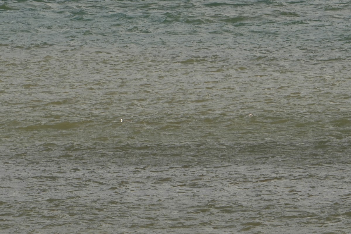 Red-throated Loon - ML626890449