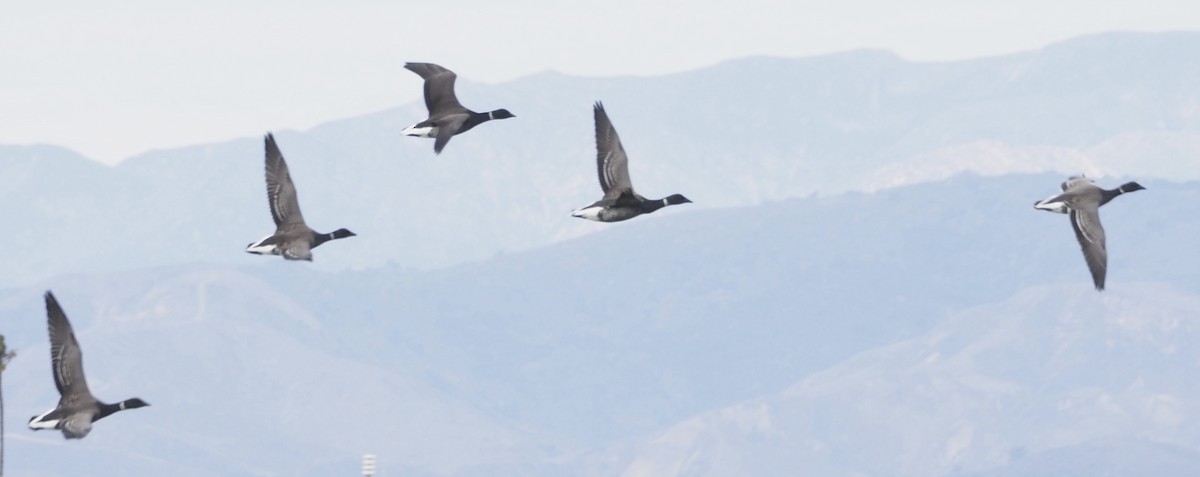 Brant - ML626890528