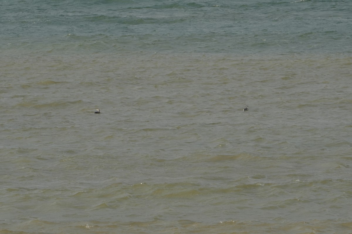 Red-throated Loon - ML626890570