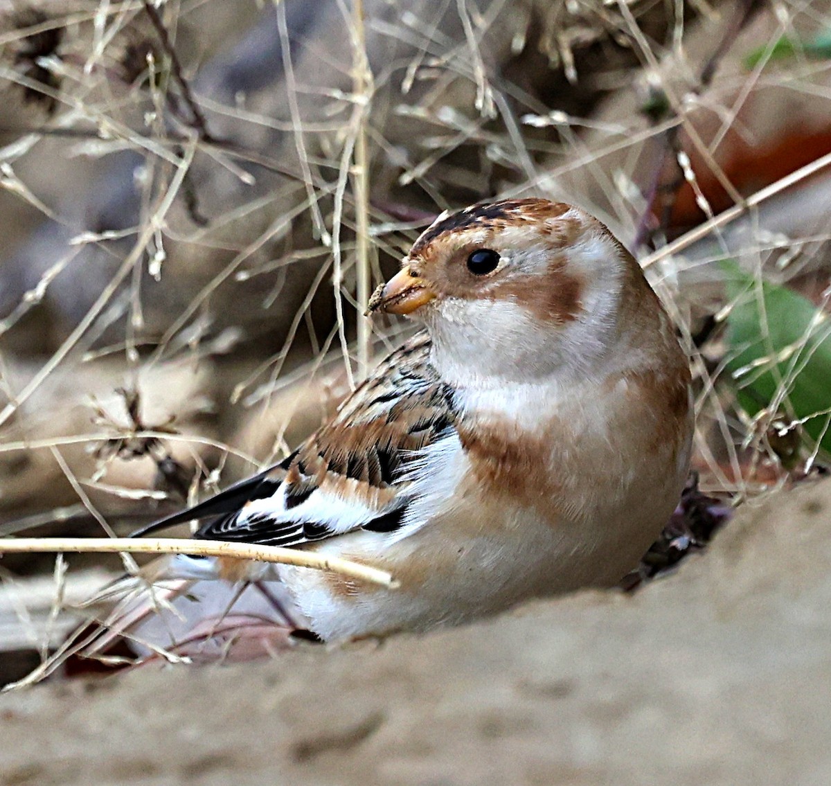 Snow Bunting - ML626890651