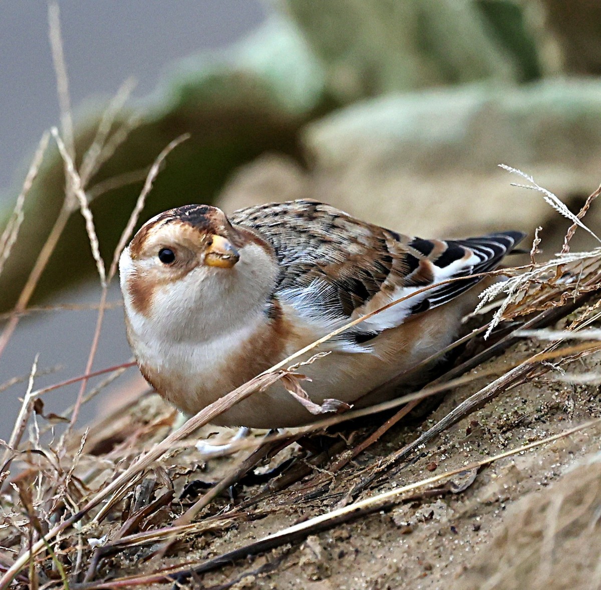 Snow Bunting - ML626890652