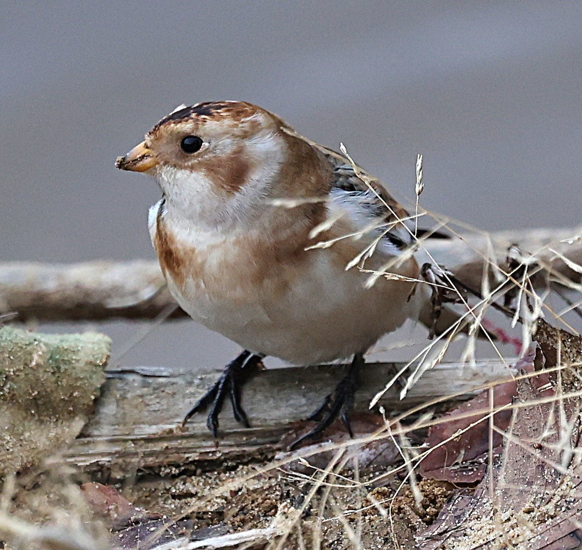 Snow Bunting - ML626890653