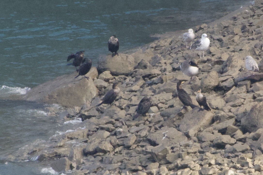 Double-crested Cormorant - ML626891008