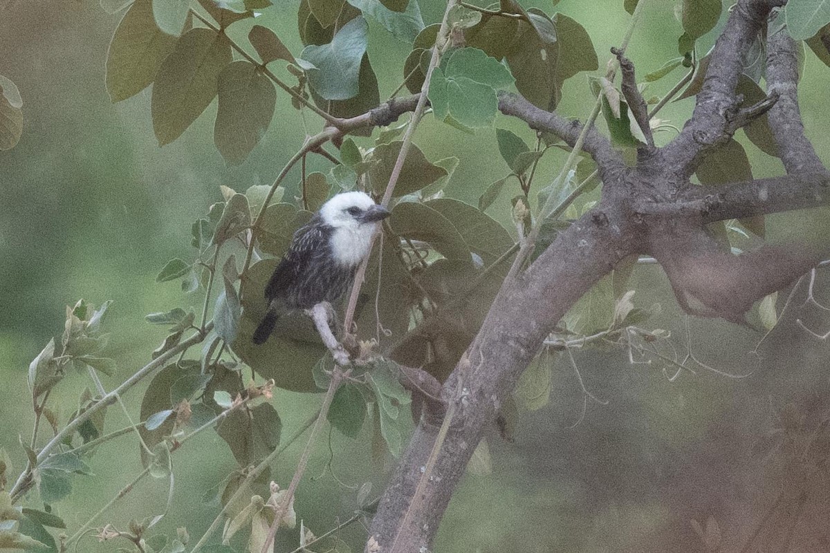 Weißkopf-Bartvogel - ML626891237