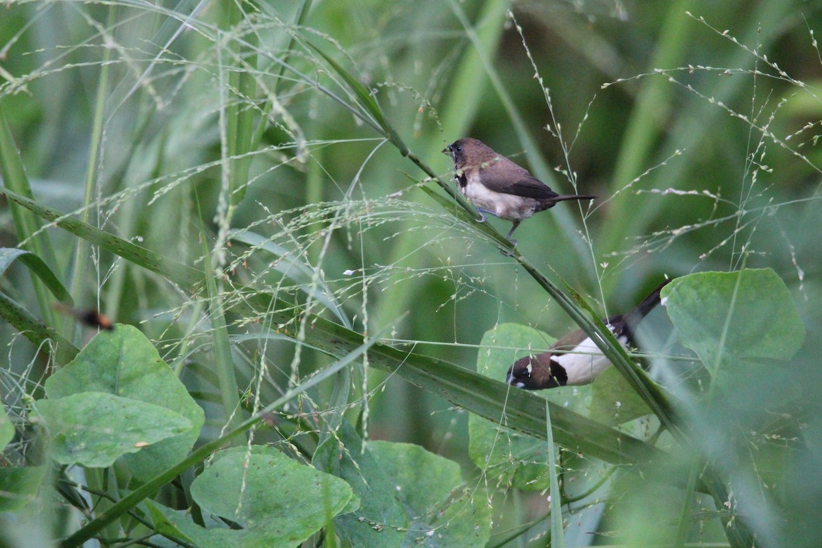 Javan Munia - ML626891701