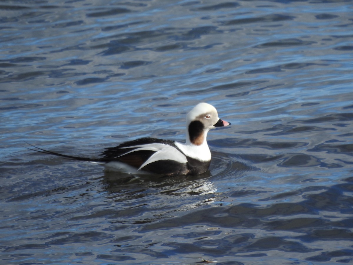 Long-tailed Duck - ML626891876