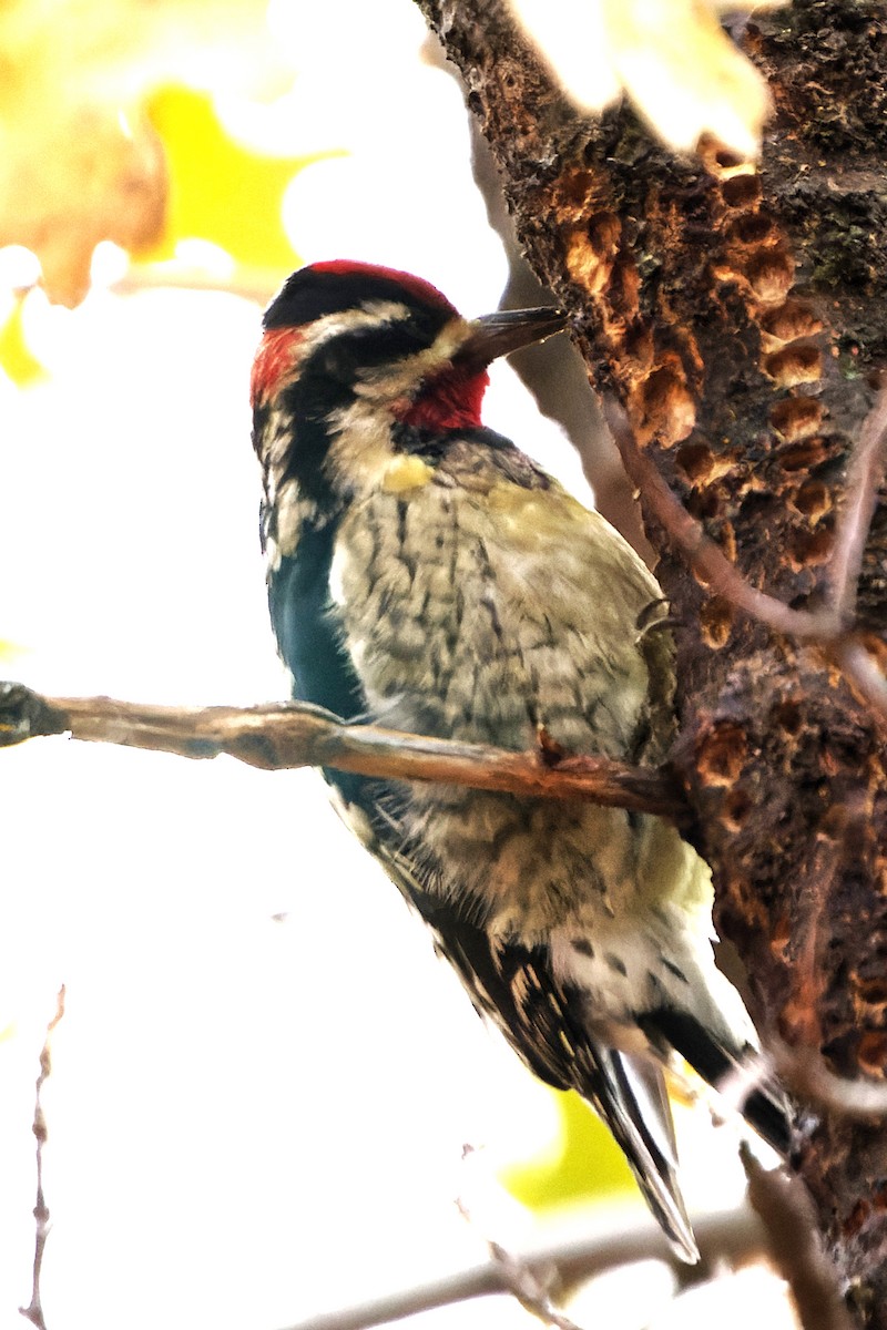 datel rudošíjný - ML626892006