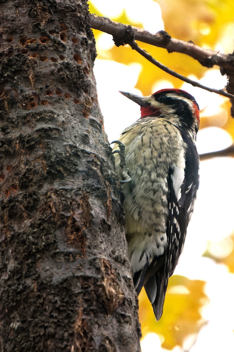 datel rudošíjný - ML626892008