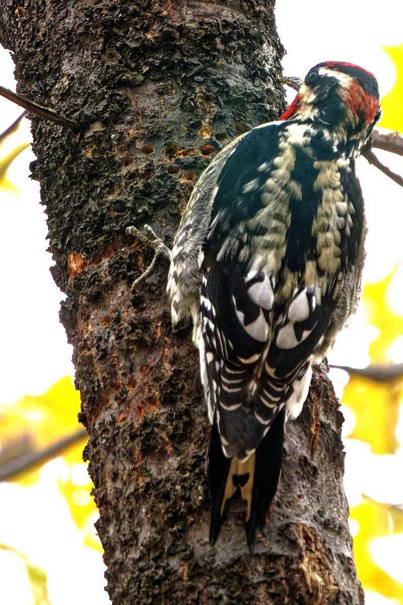 datel rudošíjný - ML626892017