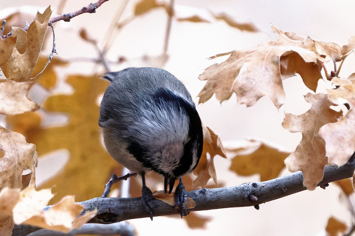 sýkora horská - ML626892033