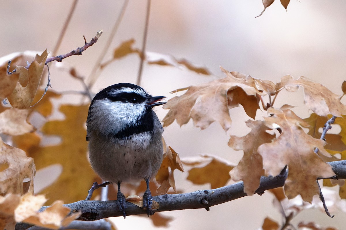 sýkora horská - ML626892056