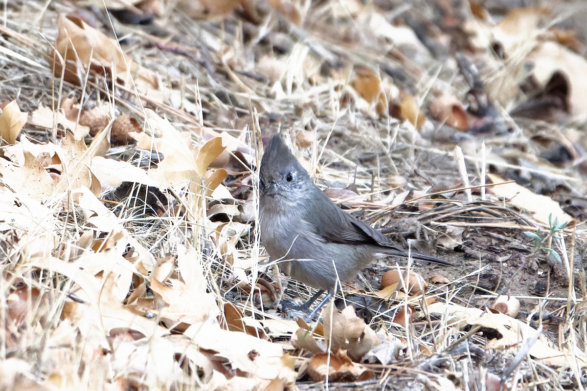 sýkora šedohnědá - ML626892064