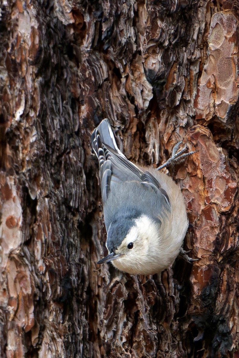 brhlík běloprsý - ML626892071