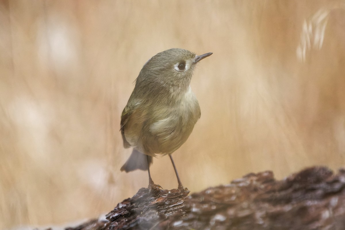 králíček americký - ML626892090