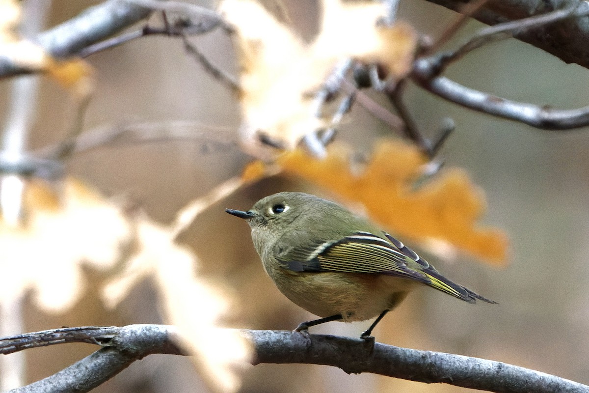 králíček americký - ML626892103