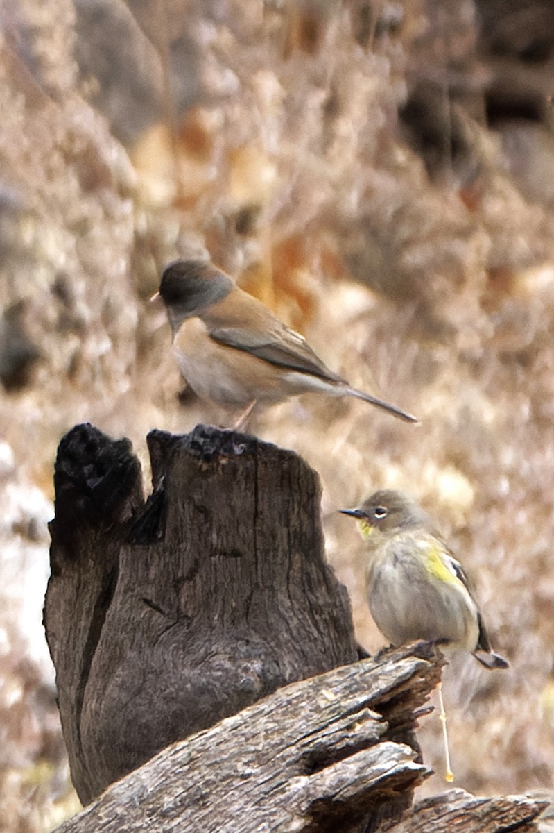 lesňáček žlutoskvrnný - ML626892122