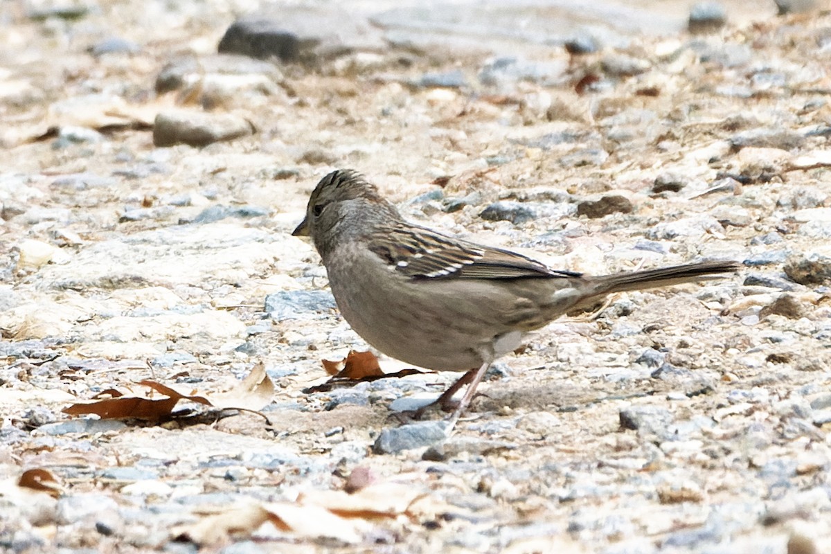 Golden-crowned Sparrow - ML626892134