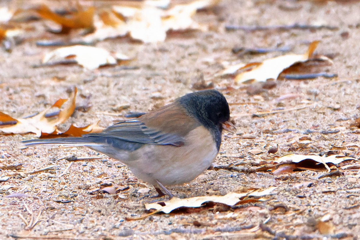 strnadec zimní - ML626892141