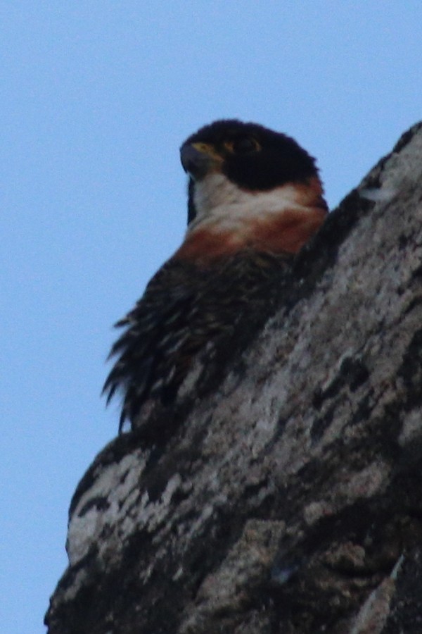 Orange-breasted Falcon - ML626892231