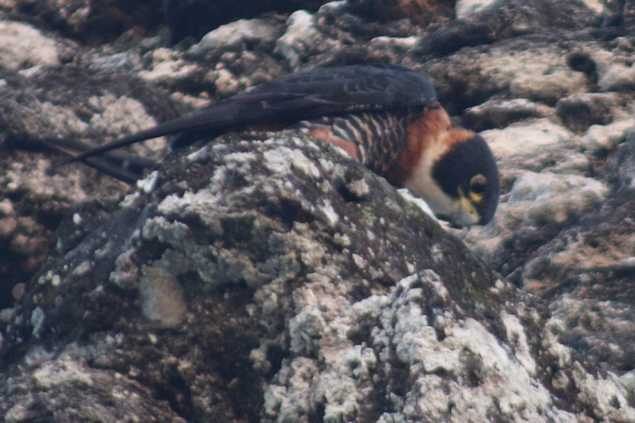 Orange-breasted Falcon - ML626892232