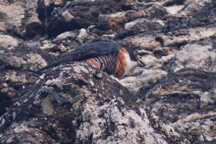 Orange-breasted Falcon - ML626892233