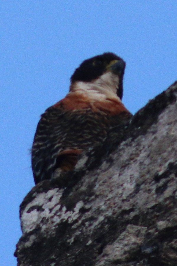 Orange-breasted Falcon - ML626892234